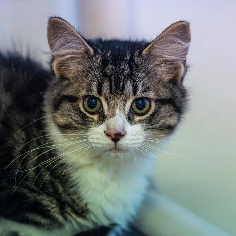 Leprechaun thumbnail 2