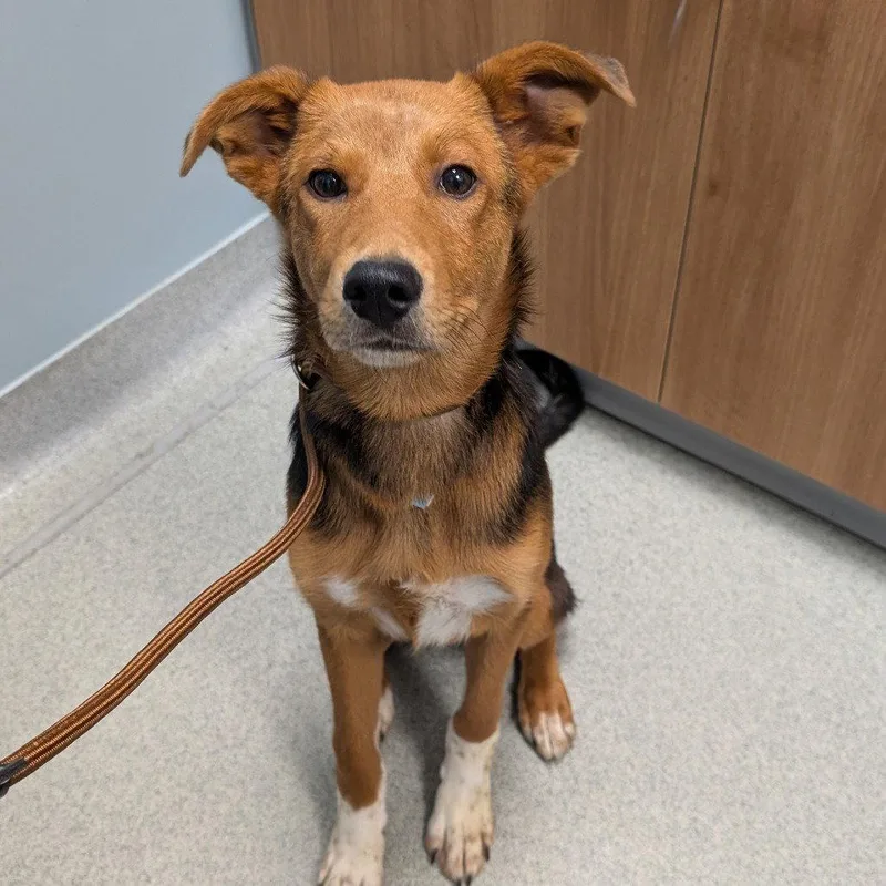 A young medium-sized female Mixed Breed dog named Champ for adoption in New Castle, DE