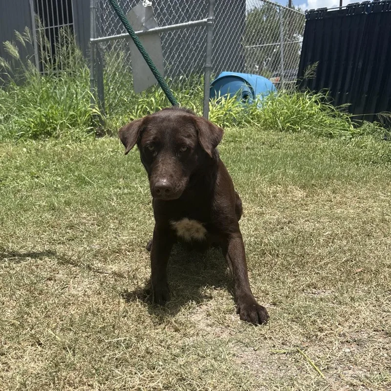 A young medium-sized female Brown / Chocolate Mixed Breed dog named Sticky Note for adoption in Austin, TX