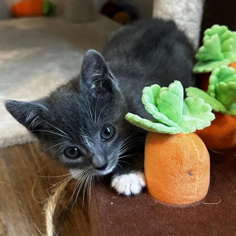 A baby small-sized male Gray / Blue / Silver Domestic Short Hair cat named CheeseStick for adoption in Chattanooga, TN