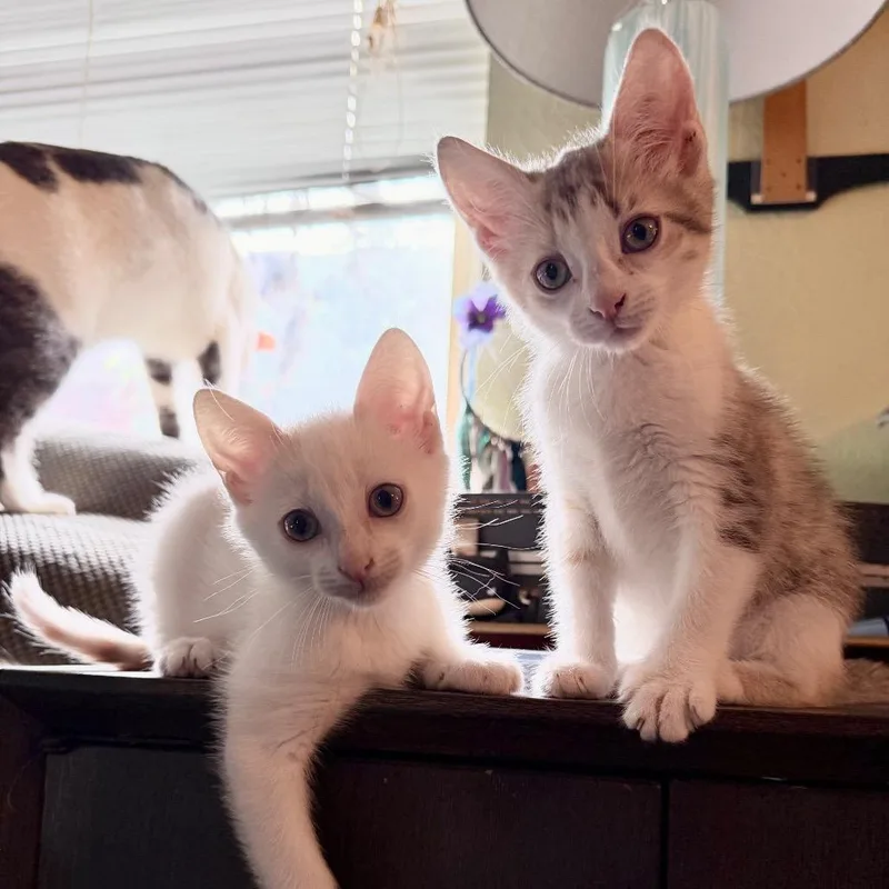 Dipsy thumbnail 6