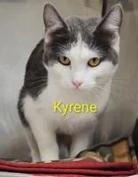 A young small-sized female Gray & White Domestic Short Hair cat named Kyrene for adoption in Moline, IL