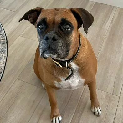 Cooper