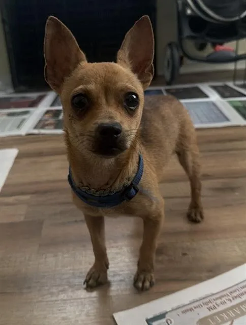 A young small-sized male Chihuahua dog named Beans for adoption in San Antonio, TX