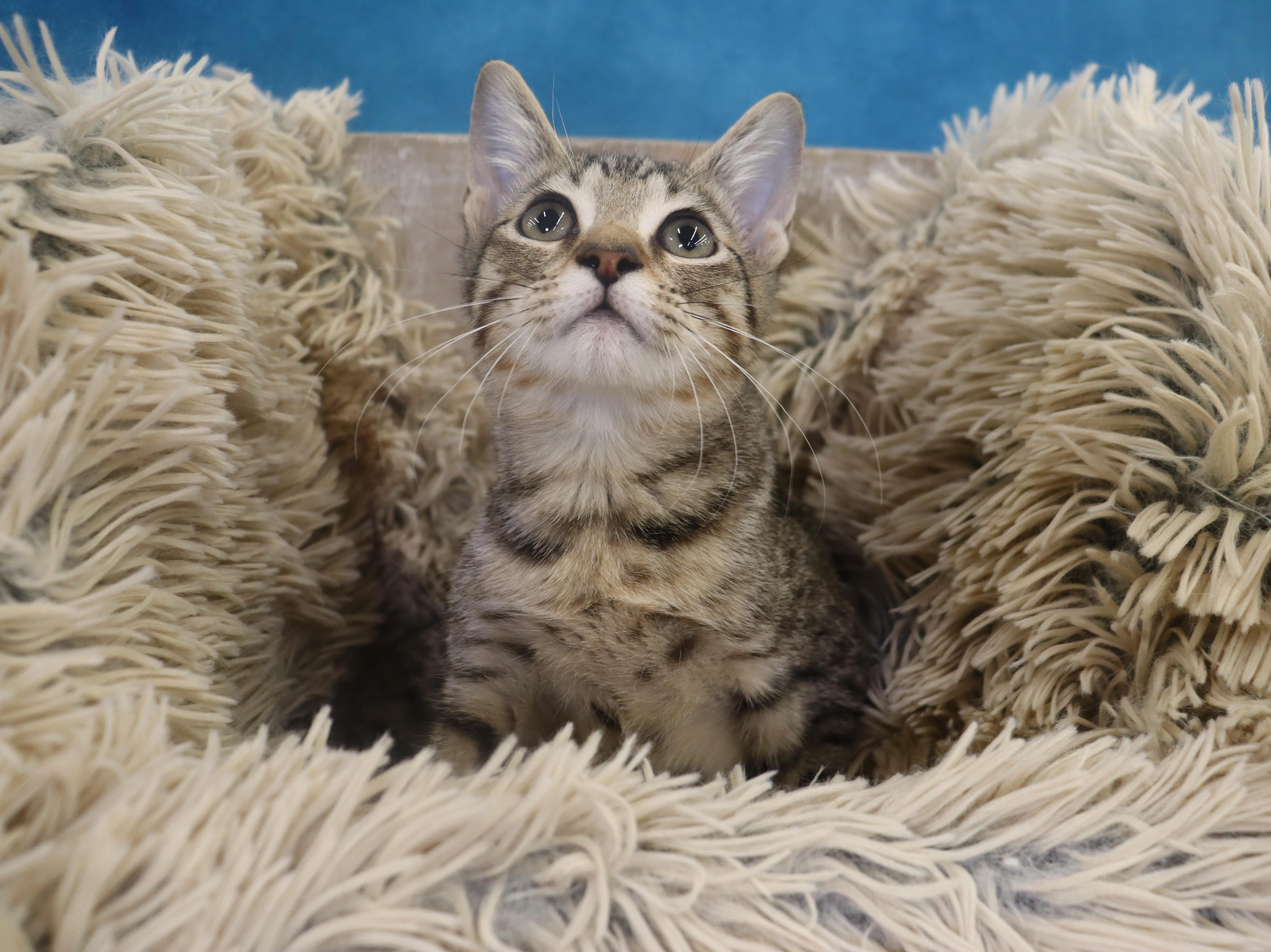 A baby medium-sized male Domestic Short Hair cat named Royal  Coming Soon for adoption in League City, TX