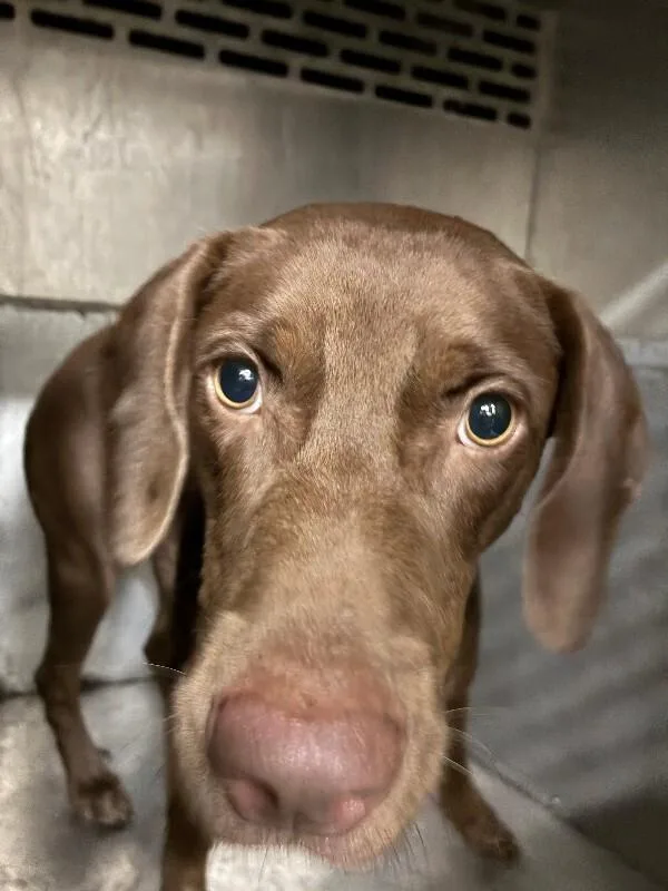 An adult medium-sized female Brown / Chocolate Labrador Retriever dog named Fena for adoption in Mobile, AL