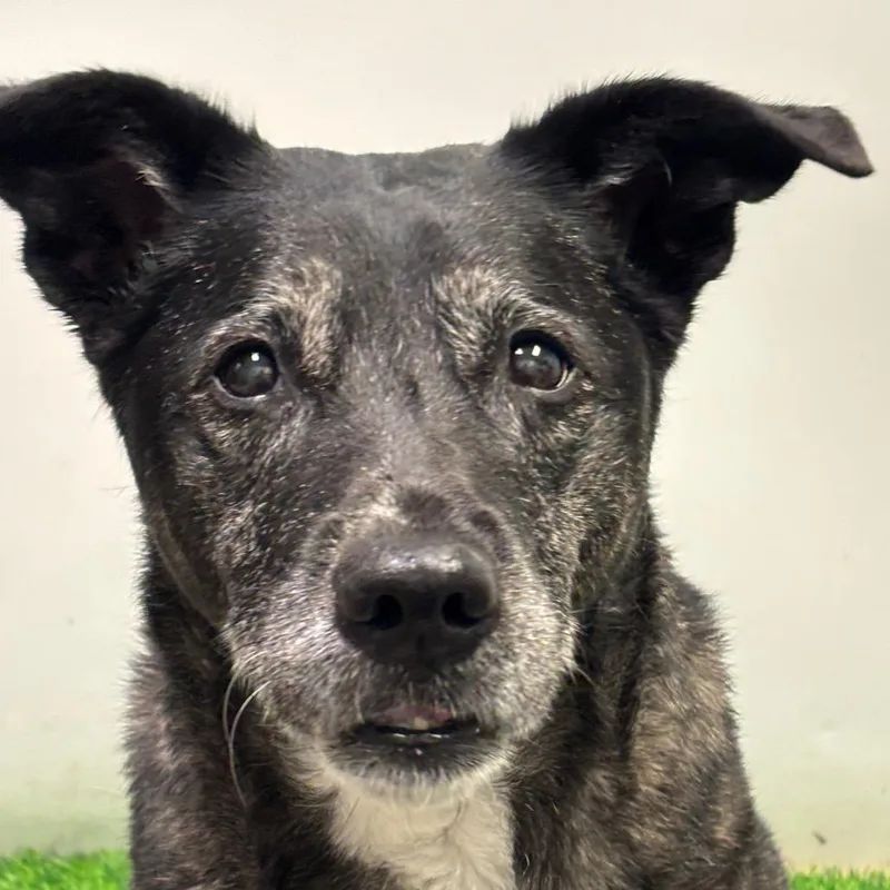 A senior medium-sized female Brindle Mixed Breed dog named Willie for adoption in Columbia, MO
