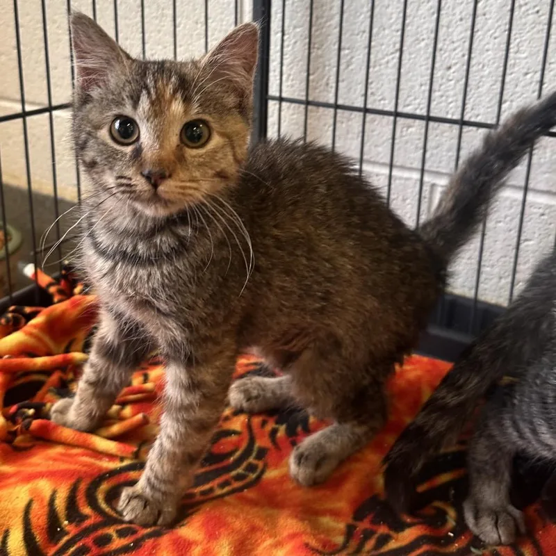 A baby small-sized female Tortoiseshell Domestic Short Hair cat named Sunshine for adoption in Rocky Mount, VA