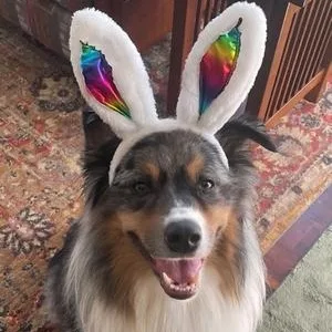 An adult medium-sized male Merle (Blue) Australian Shepherd dog named Belfire for adoption in Collegeville, PA