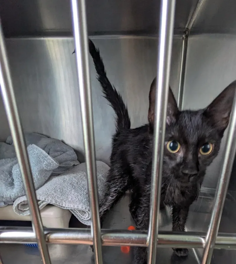 A baby medium-sized female Domestic Short Hair cat named Ash for adoption in Cumberland, ME