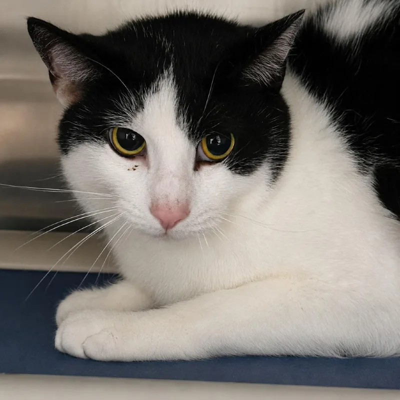 An adult small-sized male Black Domestic Short Hair cat named Rhett for adoption in Falls Church, VA