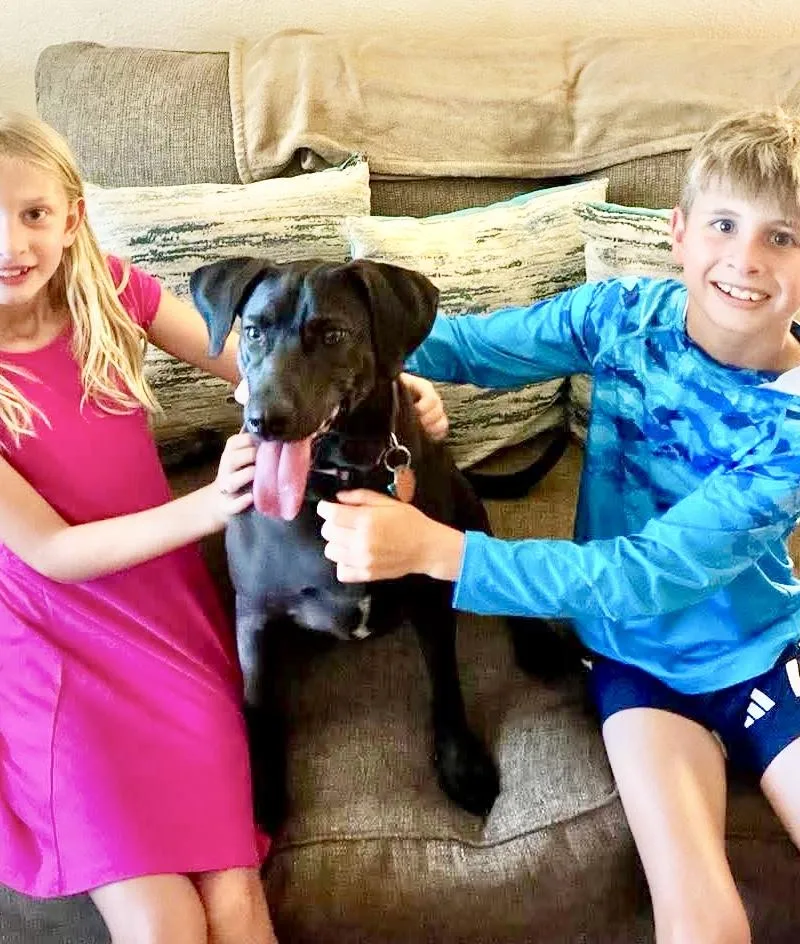 An adult medium-sized female Black Labrador Retriever dog named Coco Bean for adoption in Austin, TX