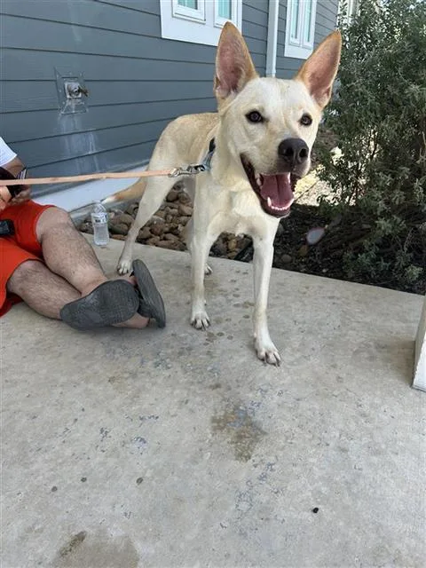 A young small-sized male Labrador Retriever dog named Dexter for adoption in San Antonio, TX