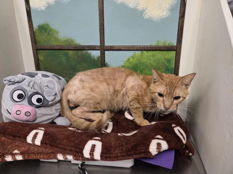 A young small-sized male Domestic Short Hair cat named Breezy for adoption in Houston, TX