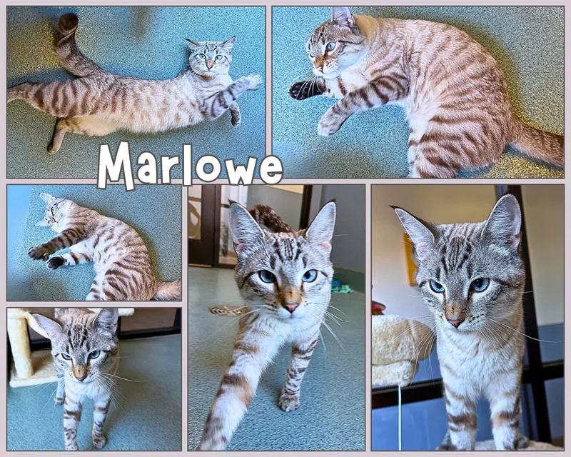 An adult medium-sized male Domestic Short Hair cat named Marlowe for adoption in Universal City, TX