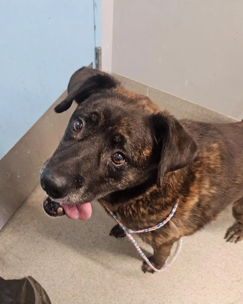 A senior large-sized female Shepherd dog named Cami for adoption in Bloomington, IN