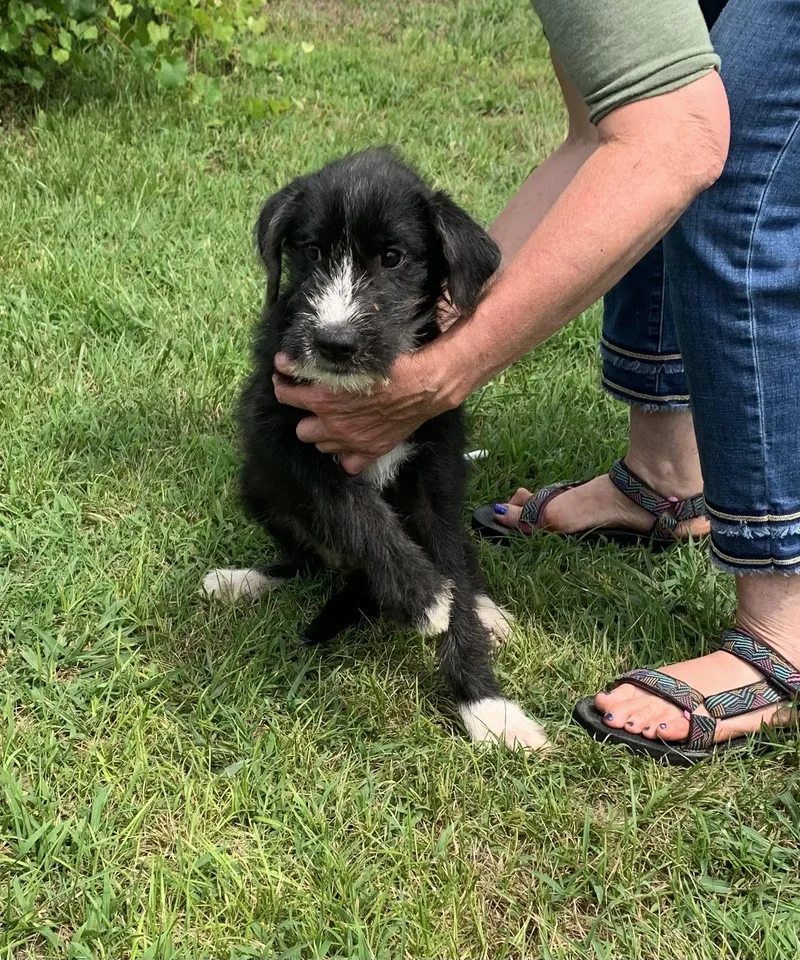 A young medium-sized male Terrier dog named Abner for adoption in Chattanooga, TN