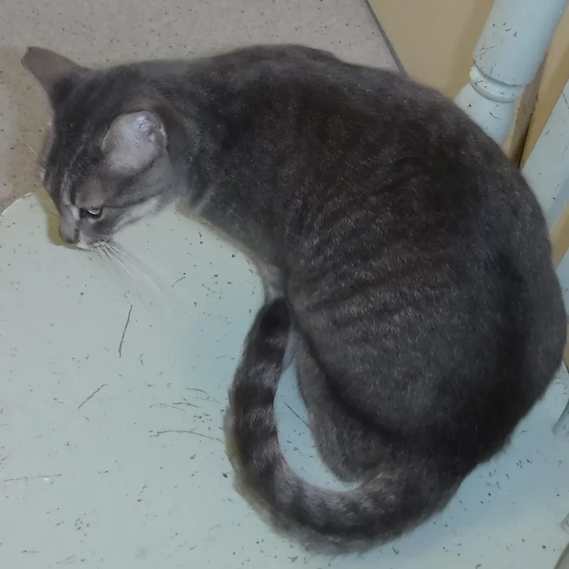 An adult medium-sized female Tabby (Gray / Blue / Silver) Tabby cat named Allie  Very Friendly for adoption in Hoquiam, WA