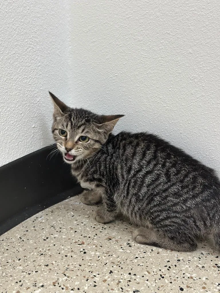 A baby small-sized female Tabby cat named Pepperoni for adoption in Newberg, OR