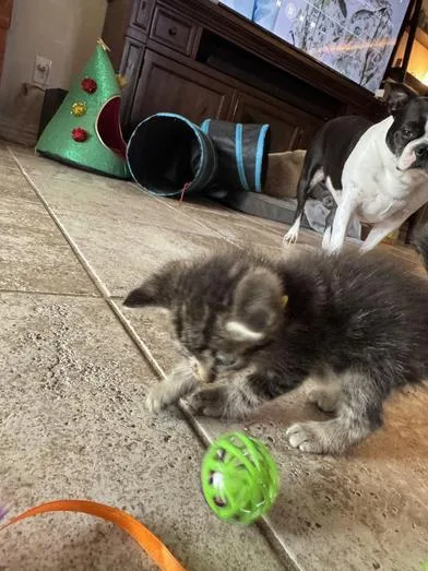 A baby medium-sized male Tabby (Gray / Blue / Silver) Domestic Short Hair cat named Bruce for adoption in Liverpool, TX