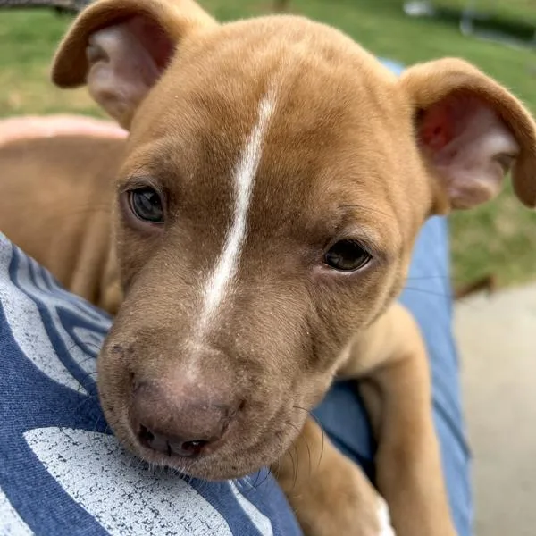 A baby small-sized male Terrier dog named Gizmo for adoption in Des Moines, IA