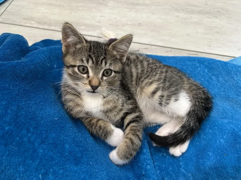 A baby medium-sized male Tabby (Buff / Tan / Fawn) Domestic Short Hair cat named Kai for adoption in Dixon, CA