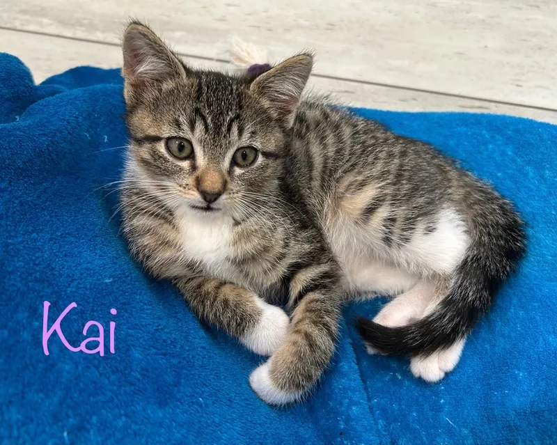 Kai thumbnail 4