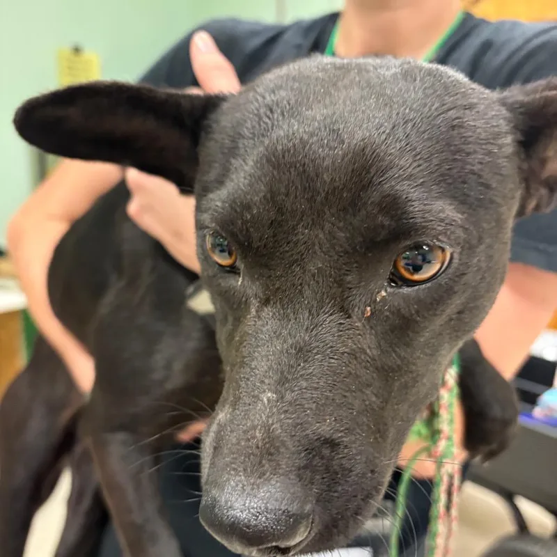 A young medium-sized female Black Labrador Retriever dog named Lady Danbury for adoption in Austin, TX
