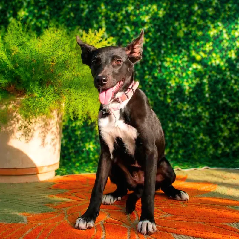 A young medium-sized female Australian Kelpie dog named Alexis for adoption in Gregory, TX