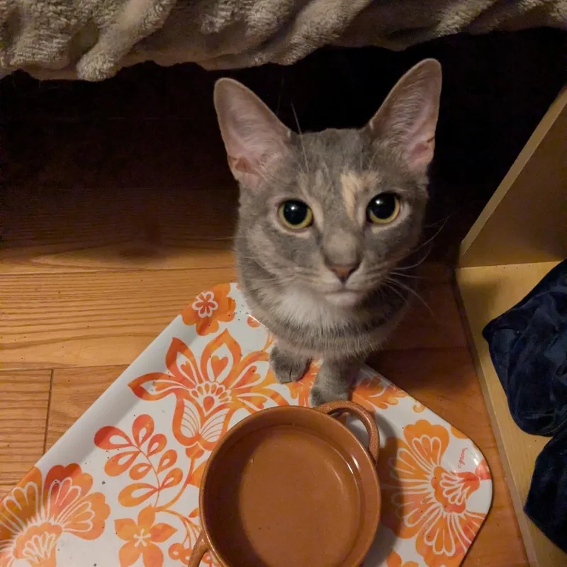 An adult small-sized female Gray / Blue / Silver Domestic Short Hair cat named Cicicarrot for adoption in Frederick, MD