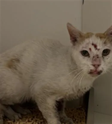 An adult medium-sized male Domestic Short Hair cat named Ducky for adoption in Ontario, CA