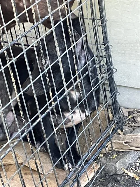 An adult small-sized male Mixed Breed dog named Shenzi for adoption in Dallas, TX
