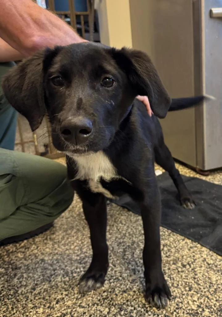 A baby medium-sized male Mixed Breed dog named Yoshi for adoption in Columbia, TN