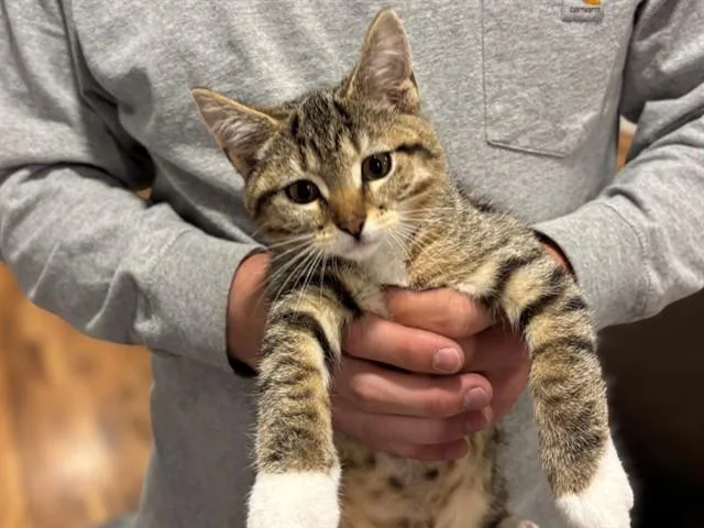 A baby small-sized female Domestic Short Hair cat named Moose for adoption in Fort Wayne, IN