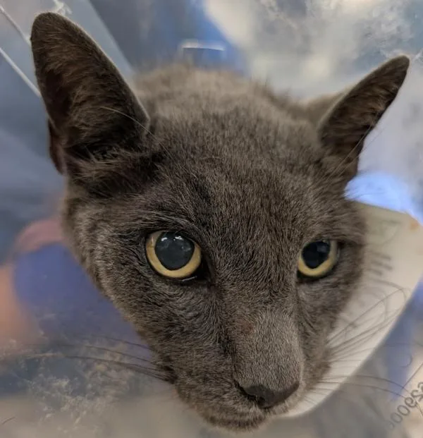 An adult small-sized male Domestic Short Hair cat named Roger for adoption in San Diego, CA