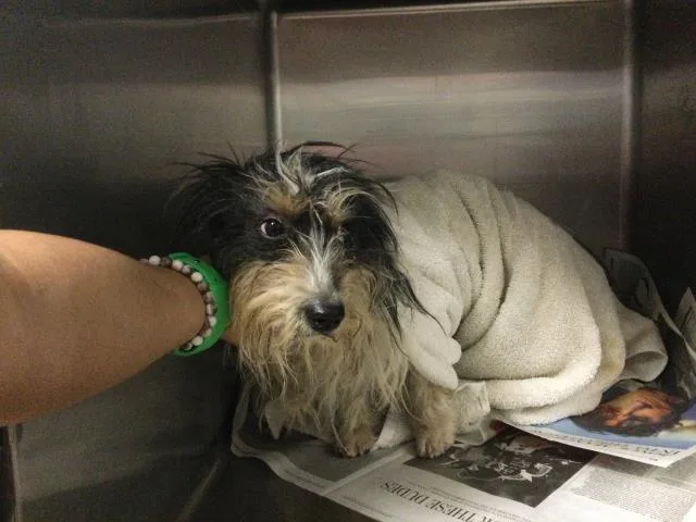 An adult small-sized male Terrier dog named Luckers for adoption in Riverside, CA