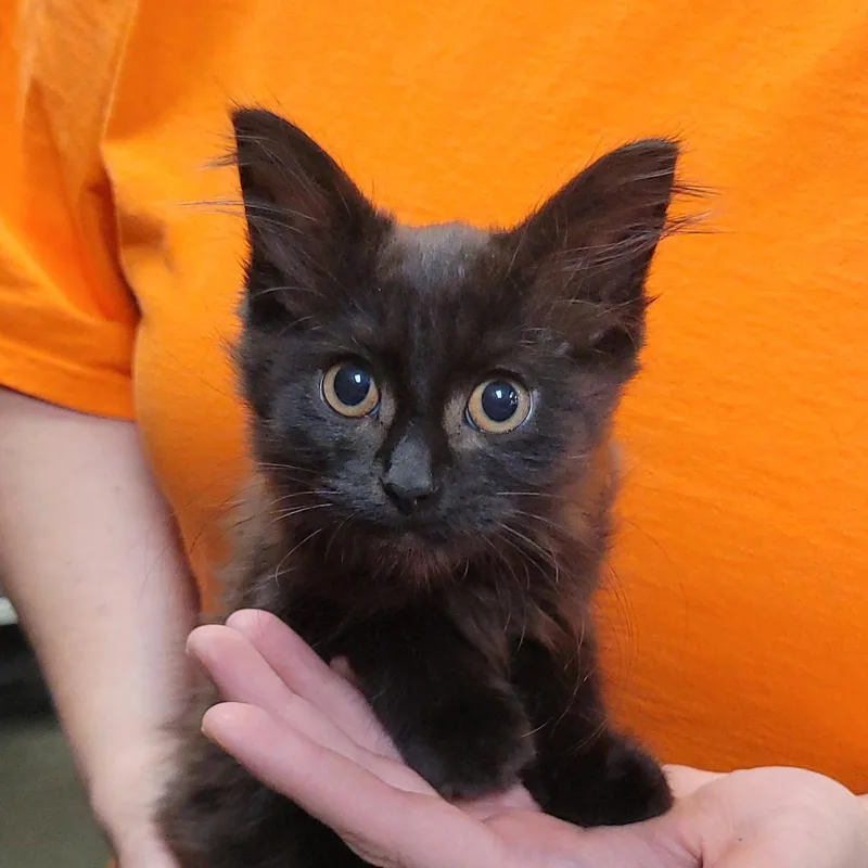 A baby medium-sized female Domestic Long Hair cat named Twilight for adoption in Akron, OH