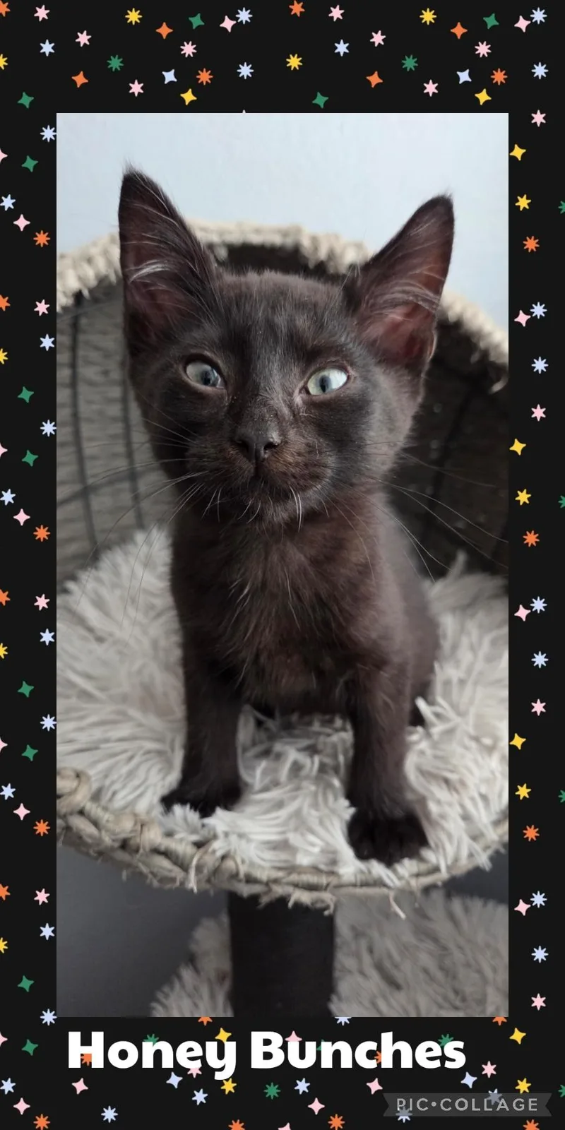 A baby small-sized female Black Domestic Short Hair cat named Honey Bunches for adoption in Newberg, OR