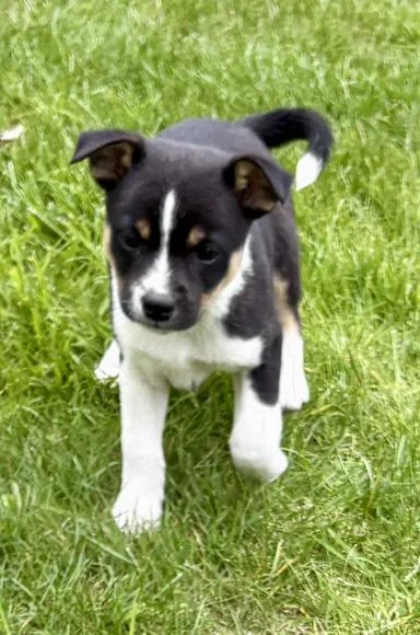 Bailey thumbnail 2