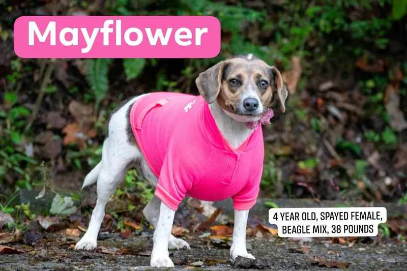 Mayflower thumbnail 3