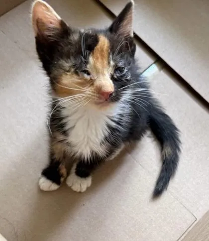 A baby small-sized female Domestic Short Hair cat named Holly for adoption in Gastonia, NC