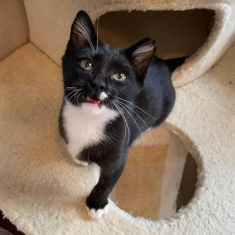 A baby small-sized female Black Domestic Short Hair cat named Somer for adoption in Charlotte, NC