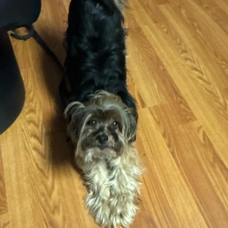 An adult small-sized female Gray / Blue / Silver Yorkshire Terrier dog named Honey for adoption in Oceanside, NY