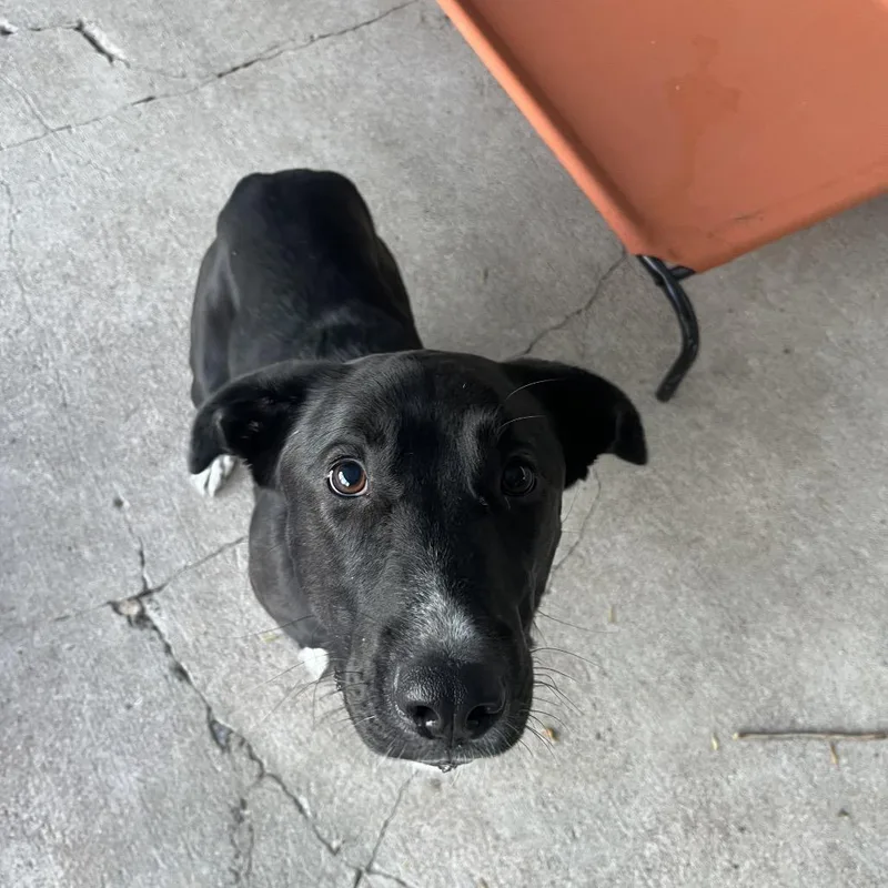 A young large-sized female Black Labrador Retriever dog named Nova for adoption in Crookston, MN