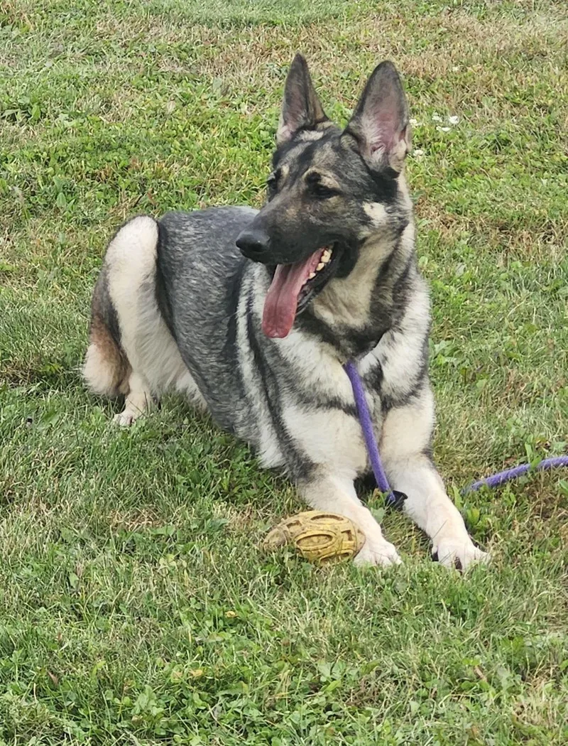 An adult large-sized female Yellow / Tan / Blond / Fawn German Shepherd Dog dog named Miss Red Sox for adoption in Belvidere, IL