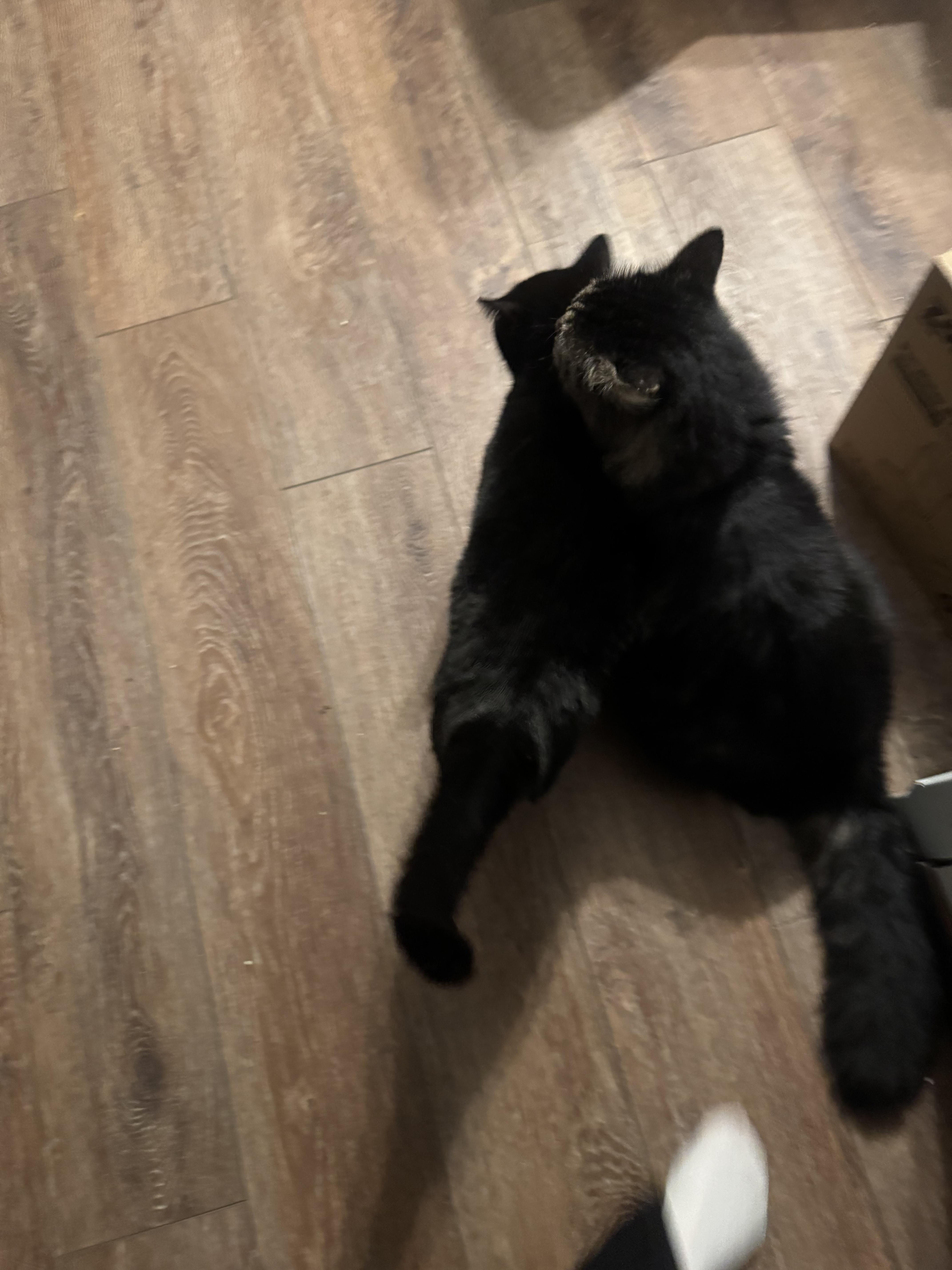 Lester And Suki thumbnail 2