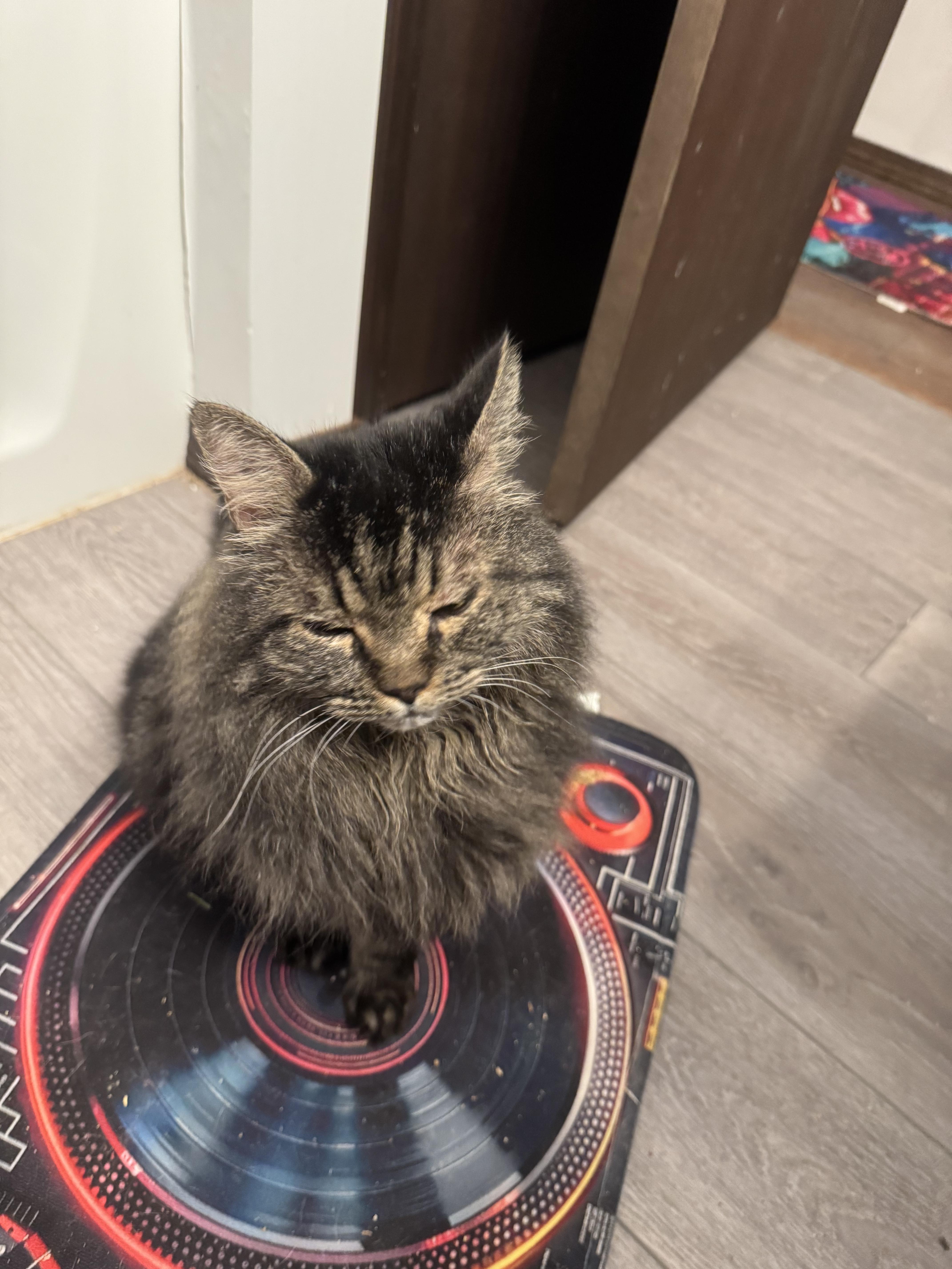 An adult large-sized male Buff / Tan / Fawn Maine Coon cat named Lester And Suki for adoption in Springfield, MA