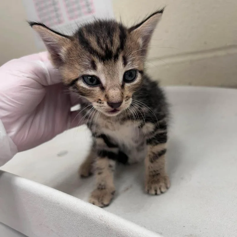 A baby small-sized male Brown / Chocolate Domestic Short Hair cat named Fluffy for adoption in Bastrop, TX