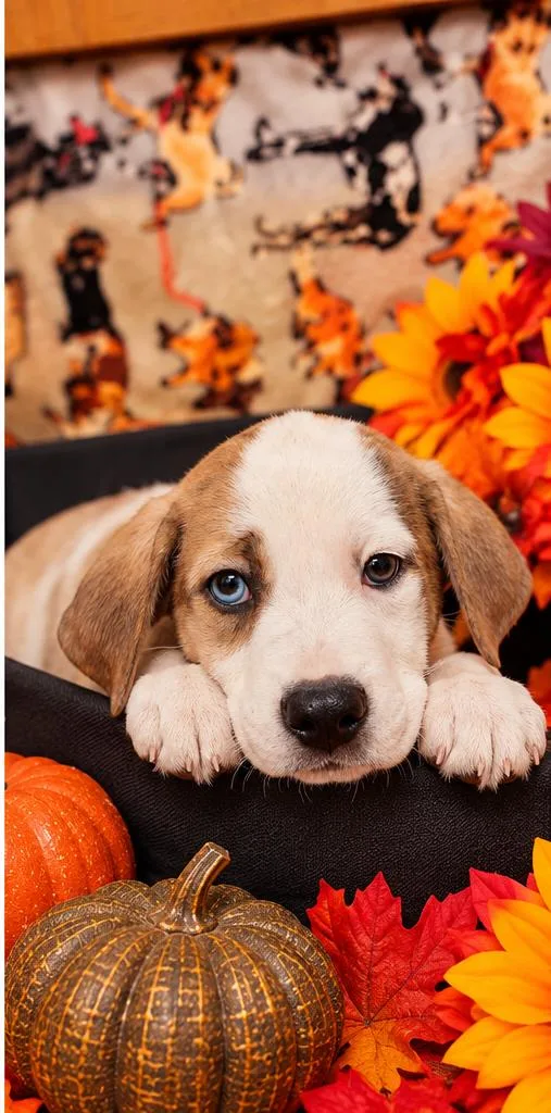 A baby medium-sized male Mixed Breed dog named Twizzler for adoption in Sumter, SC