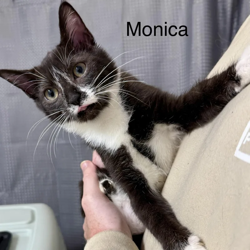 A young medium-sized female Black & White / Tuxedo Domestic Short Hair cat named Monica for adoption in SNOW HILL, NC